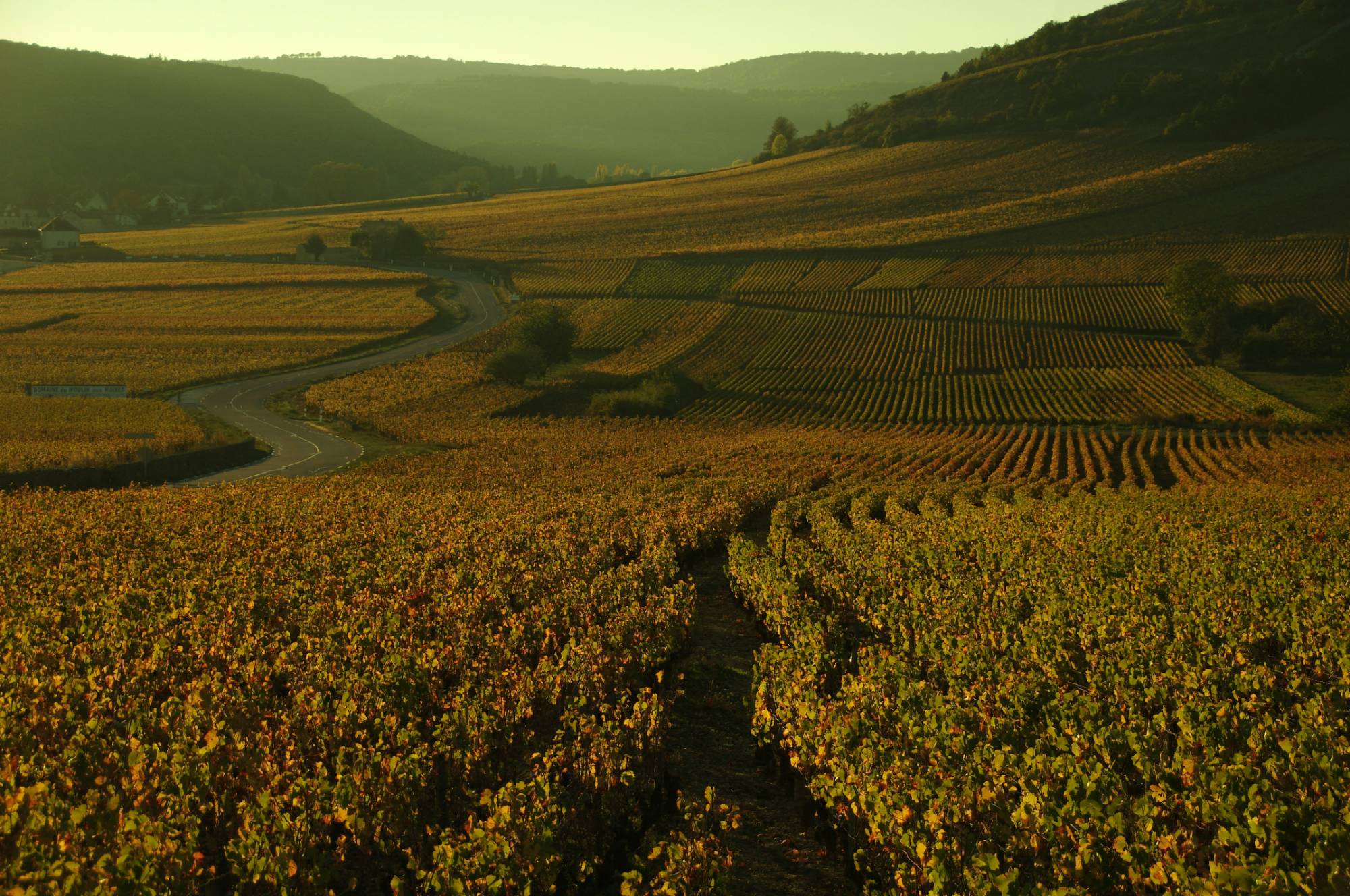 Burgundy vineyards at golden hour — bespoke wine and gastronomy itinerary planning in France